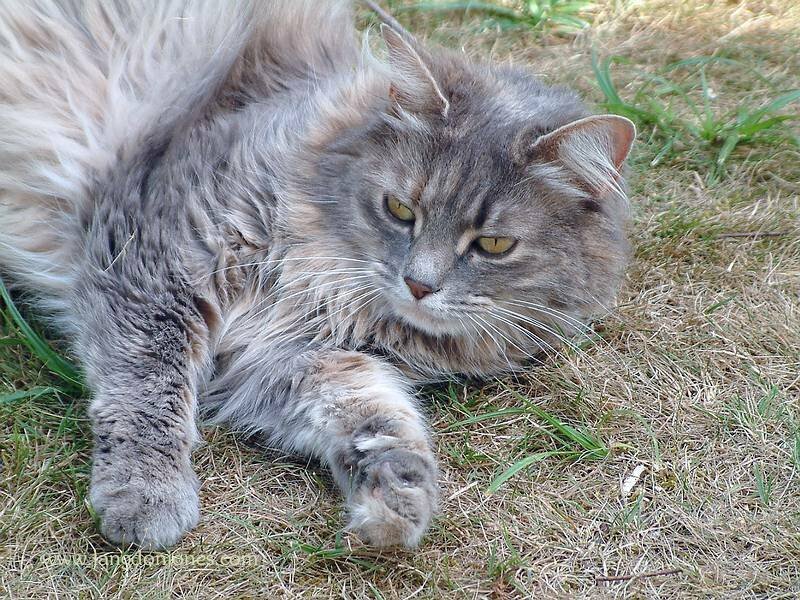 Lottie the cat