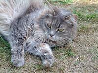Lottie the cat