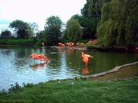 Flamingos at Whipsnade Zoo