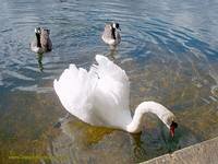 A boss swan with his retinue